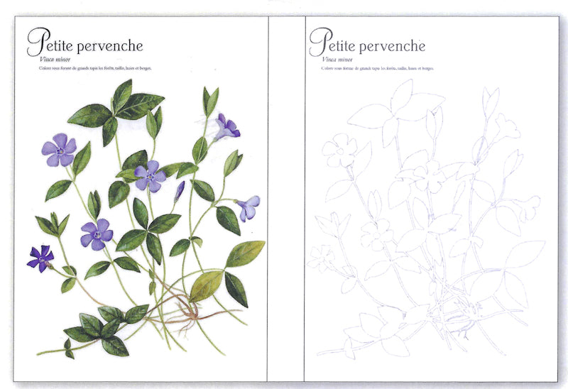 Mon herbier à colorier 40 planches botaniques détachables à colorier